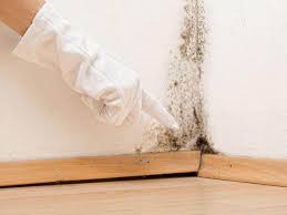 Environmental Consulting for Mold Prevention in Buckhannon, WV